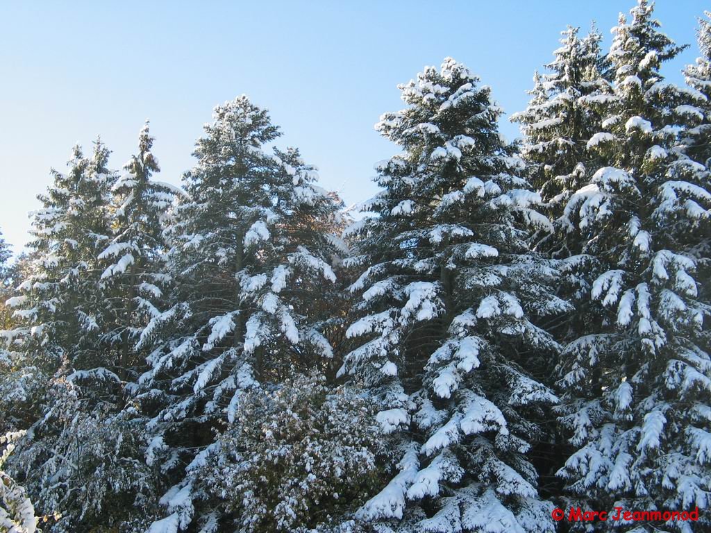 IMG_1238.jpg