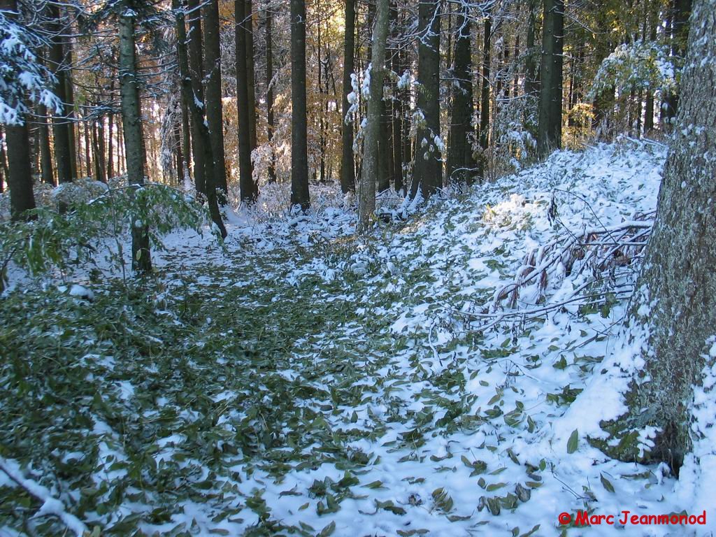 IMG_1244.jpg