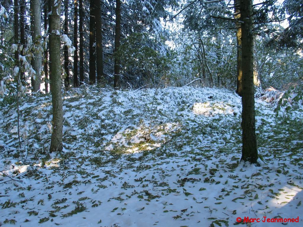 IMG_1247.jpg